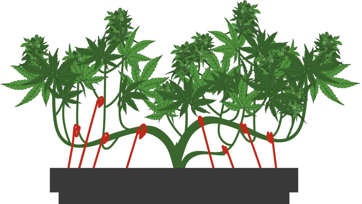 The tie-down method: step 4