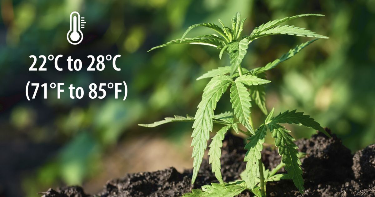 9 Mistakes to Avoid: best temperatures
