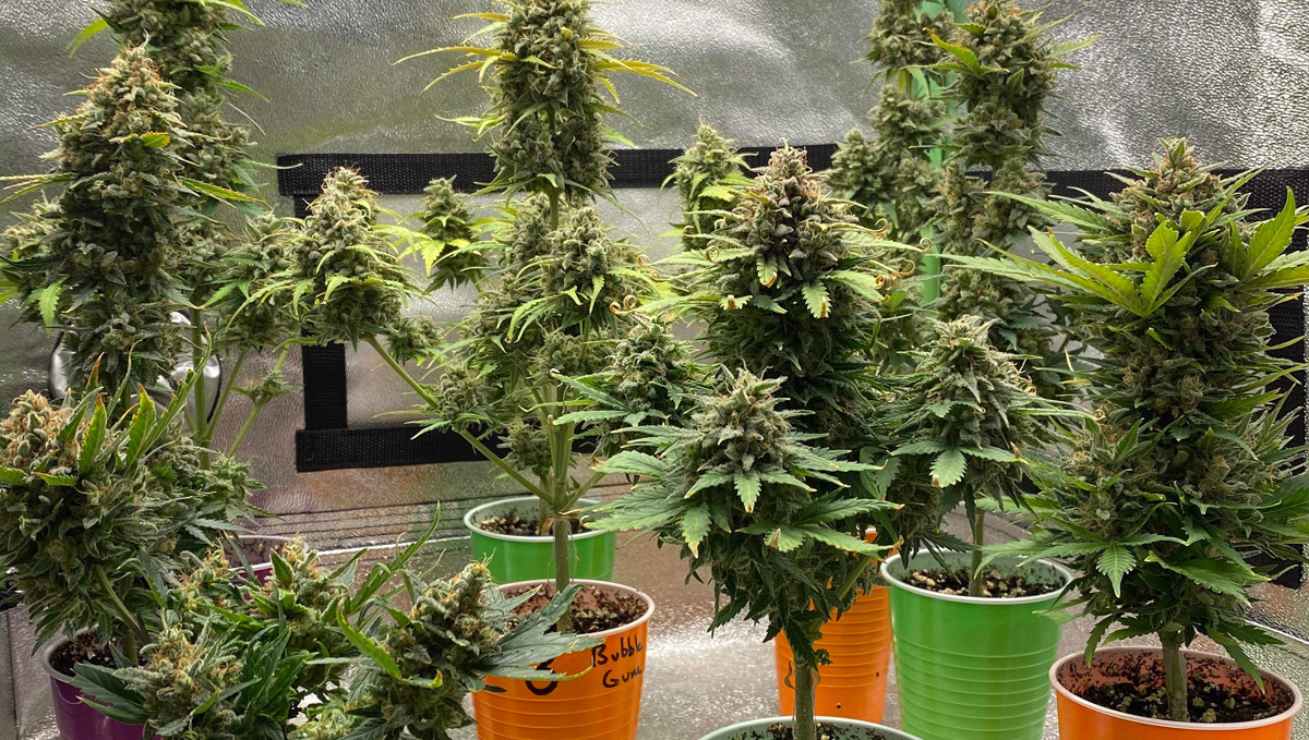Planta de Original Auto AK mostrando su adaptación a diferentes climas en GrowDiaries.