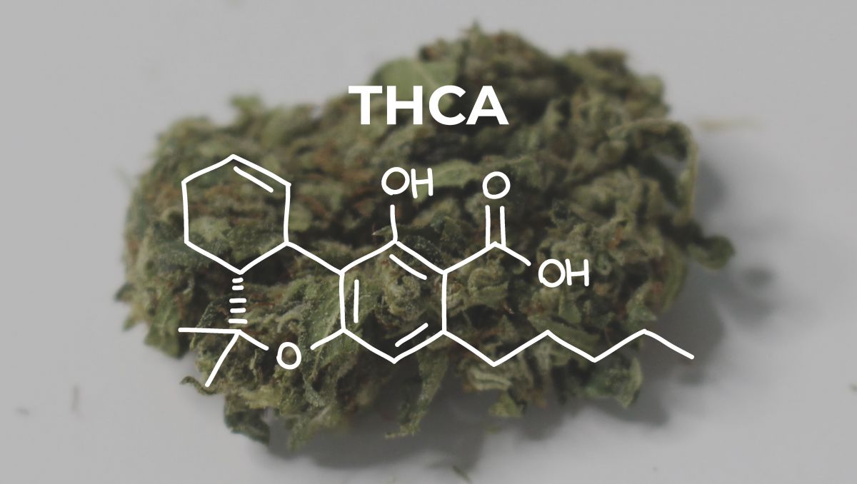 Brewing Plants With Hacked Beer Yeast: The strengthA and ExtractA obtained then turn into strength and Extract. 