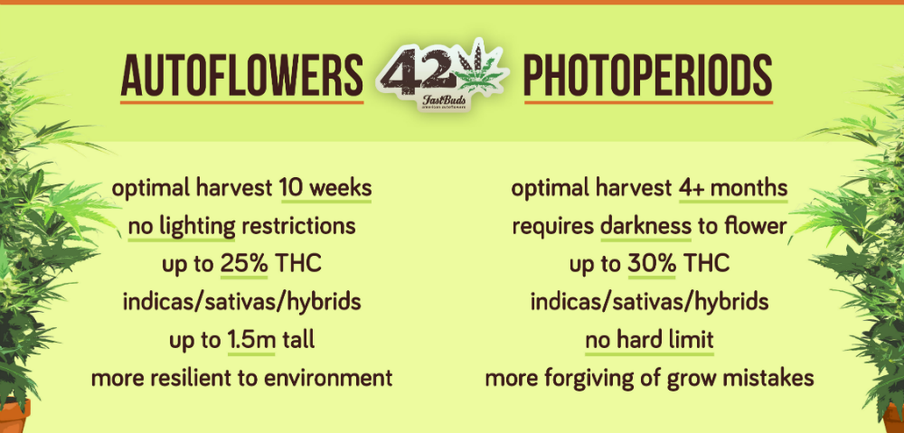 A table listing the pros and cons of autoflowering cannabis