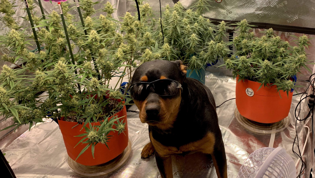 Gelato Auto Cannabis Strain Week-by-Week Guide: A dog posing in a grow tent with 3 flowering cannabis plants