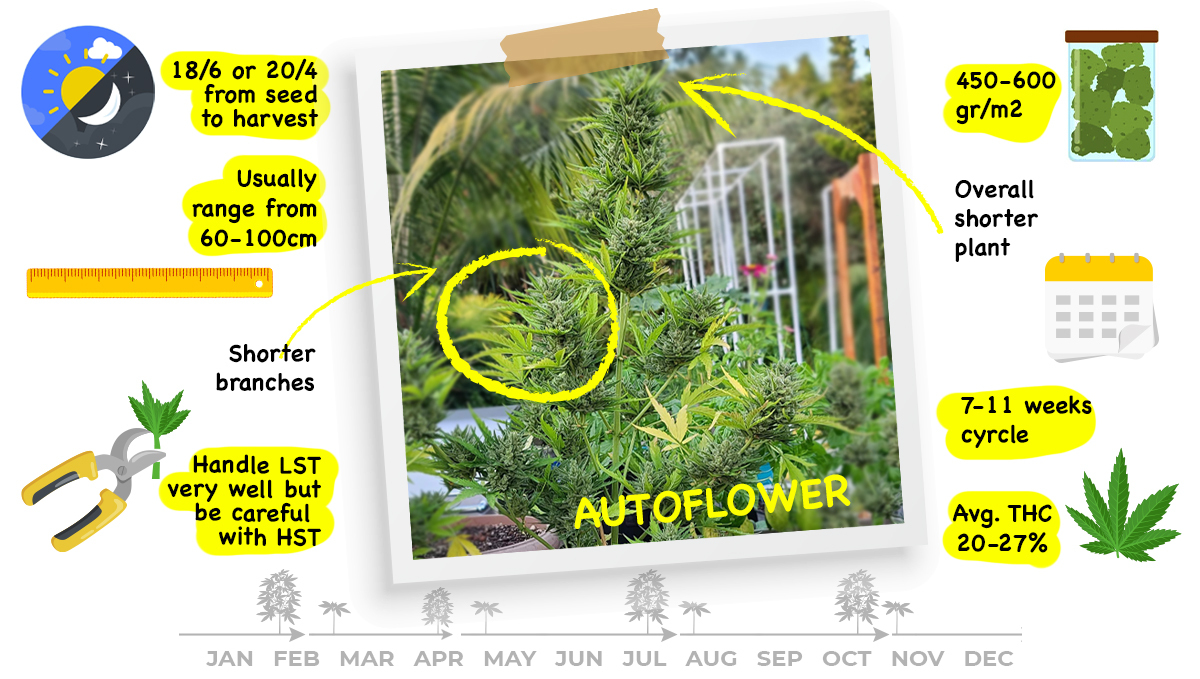Photoperiods vs autoflowers: what are autos?