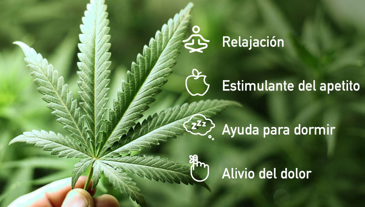 Efectos comunes de la cepa índica en pacientes, destacando su uso medicinal.