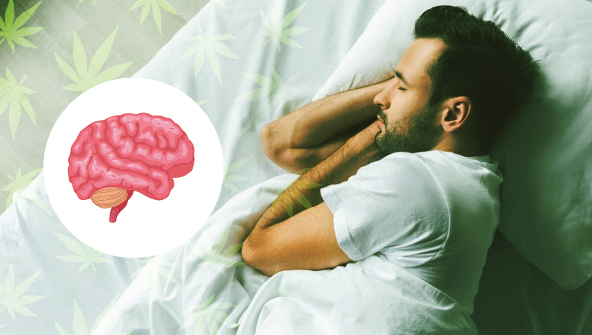 Plants edibles can help improve poor sleeping schedule