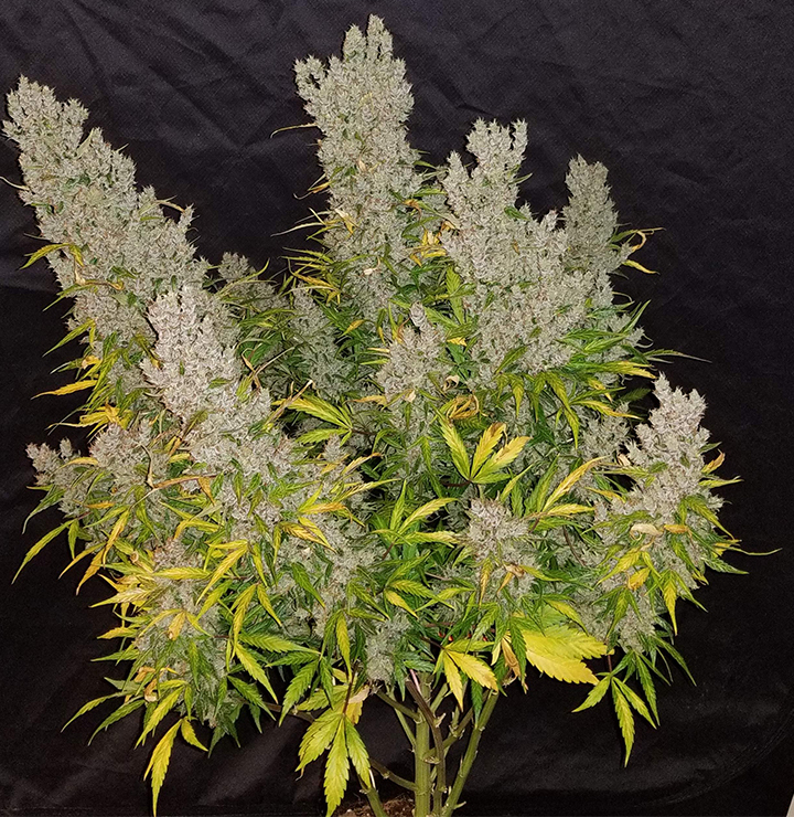Fast Buds' Green Crack - A Short Autoflowering Strain