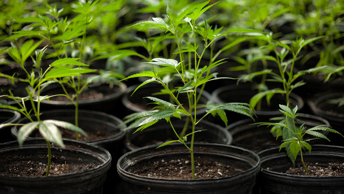 How the environment affects buds: ideal conditions growth