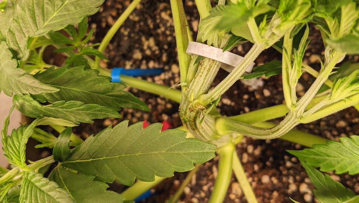 Gorilla Cookies Auto Plants Seed Week-by-Week Guide: Stem broken during LST