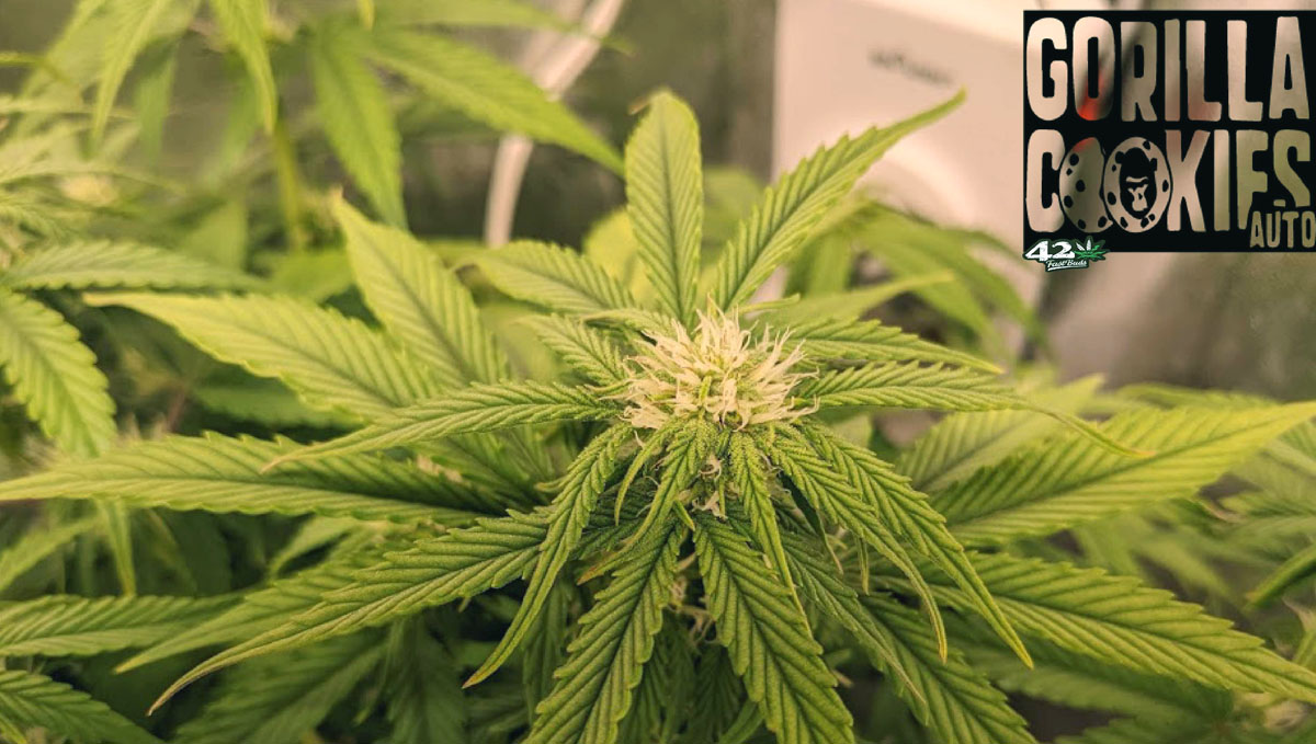 Gorilla Cookies Auto Plants Seed Week-by-Week Guide: Nice young buds