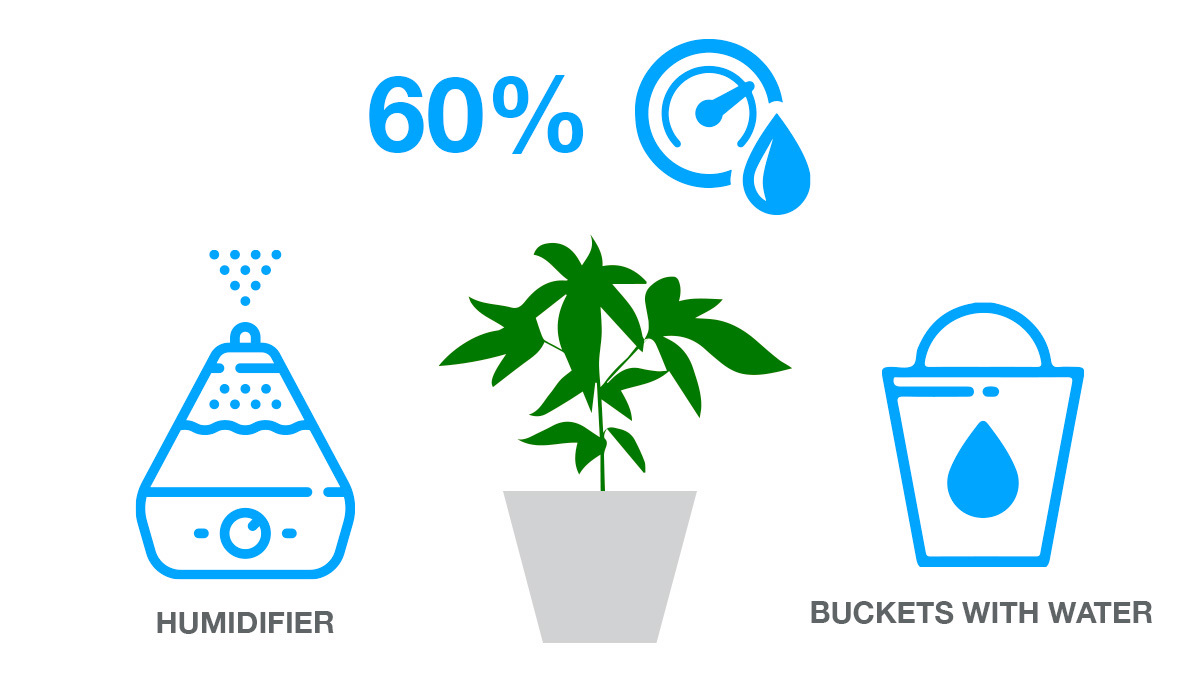 Autoflowering plant heat stress symptoms: humidity control