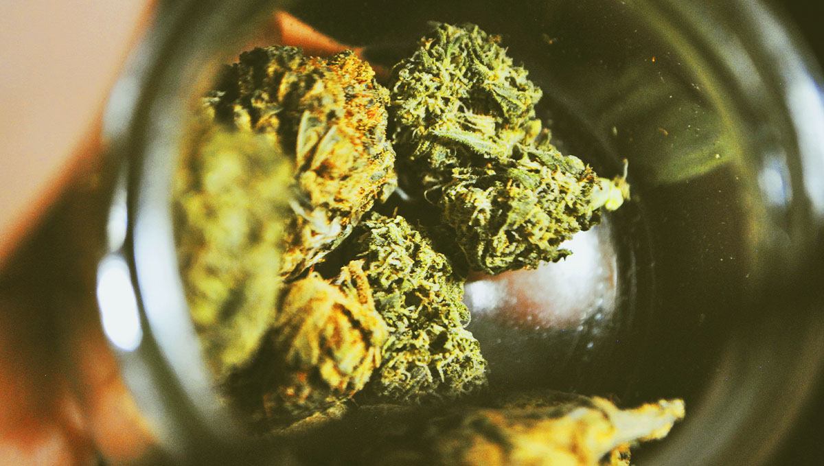 What ultimately makes the difference is the curing of your plants buds.