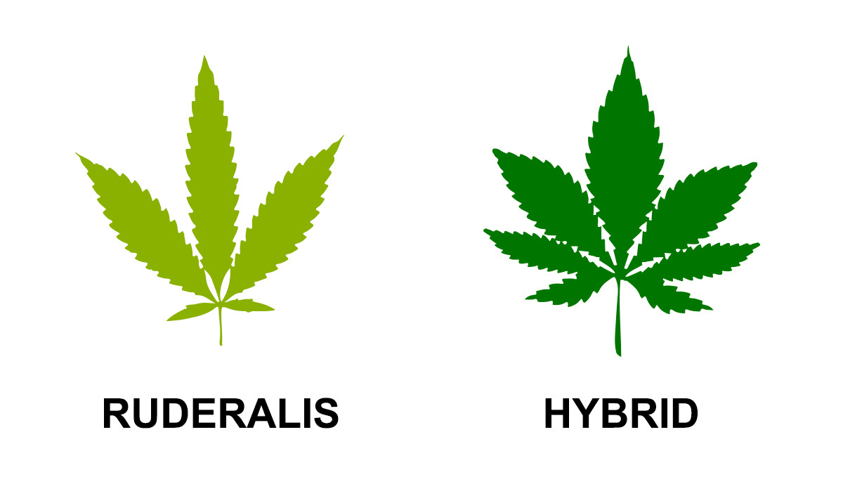 Planta de cannabis Ruderalis con cogollos pequeños y gruesos, mostrando su resistencia.