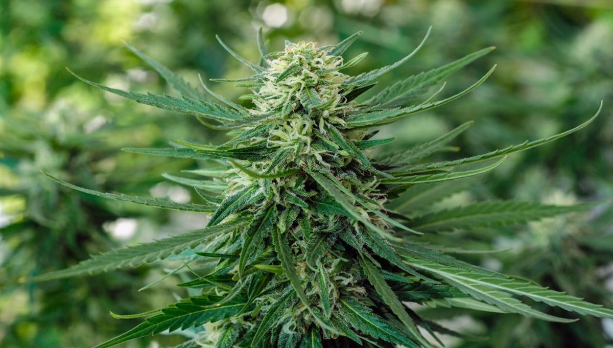 So erzielst du fette Plants Erträge: Tipps So erzielst du fette Plants Erträge: Tipps