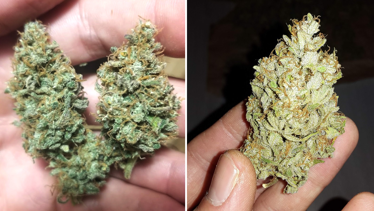 Sour diesel auto guide: buds after harvest