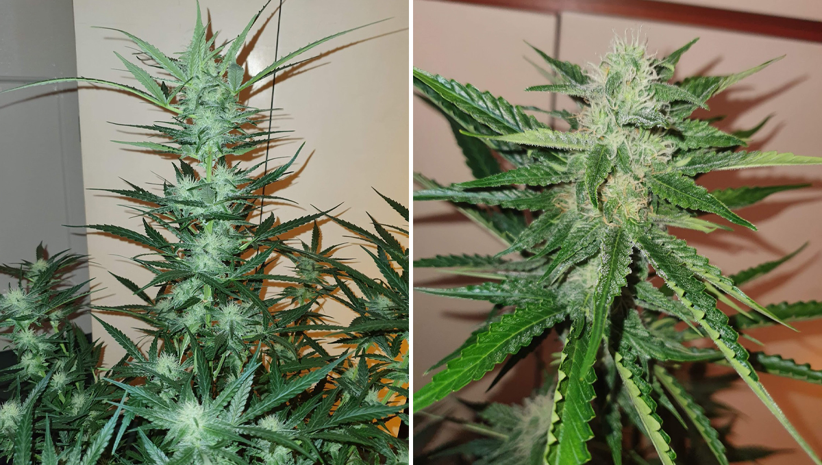 Cheese Auto: week 7