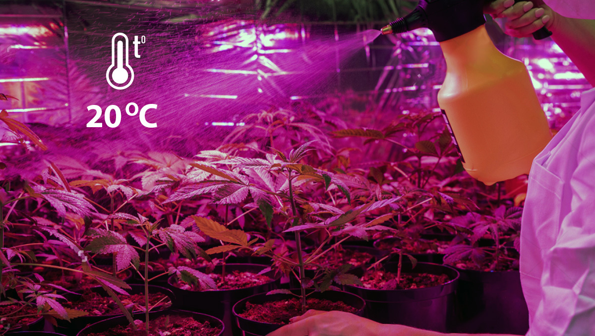 Organic pesticides for plants: Neem oil used as a foliar spray