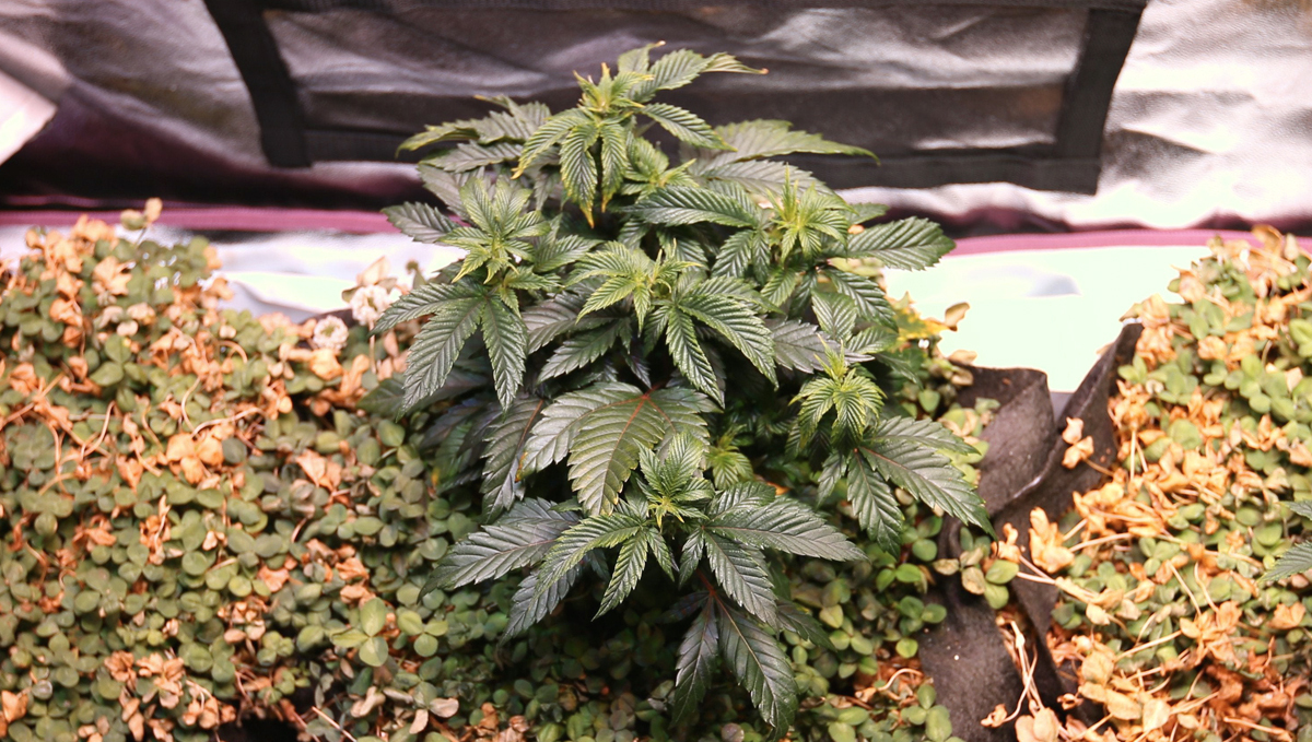 No-till plants guide: pruning