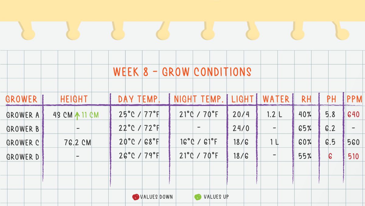 Gorilla Cookies Auto Plants Seed Week-by-Week Guide: Week 8 Grow Conditions