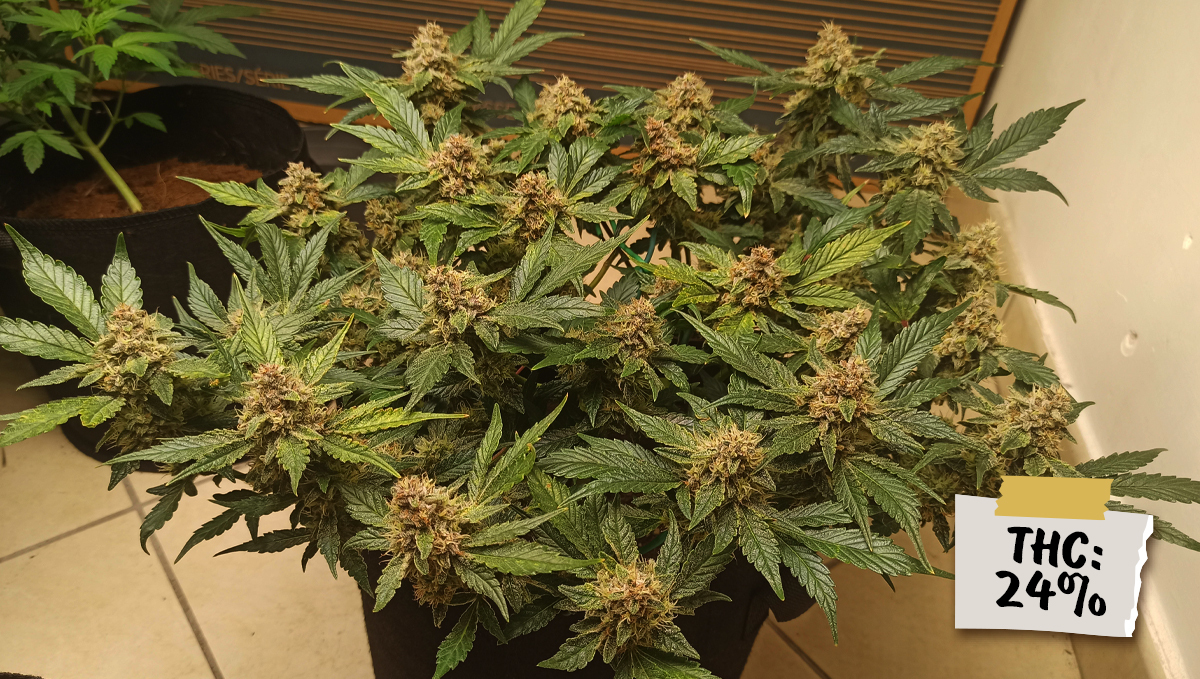 Are autos potent?: purple punch auto