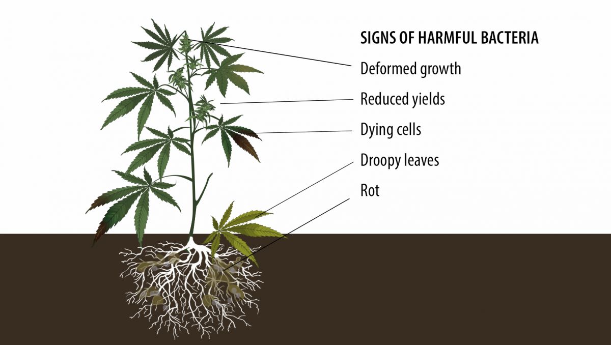 Benefits of microorganisms: signs of harmful bacteria