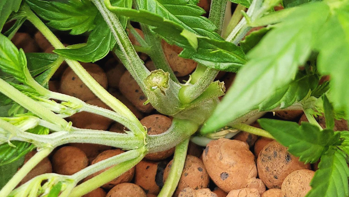 Gorilla Cookies Auto Plants Seed Week-by-Week Guide: Another broken stem