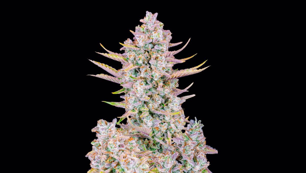 Top 10 Best Outdoor Autoflower Seeds UK 2024: Purple punch auto