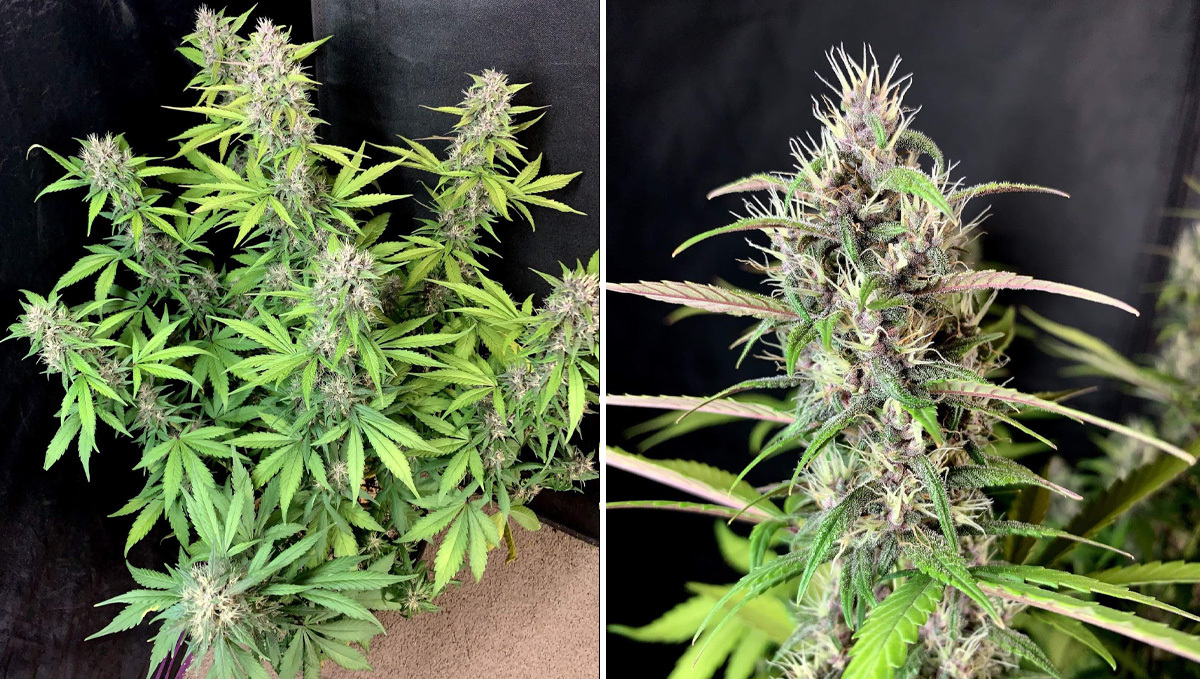 Basics of growing autos in soil: week 7