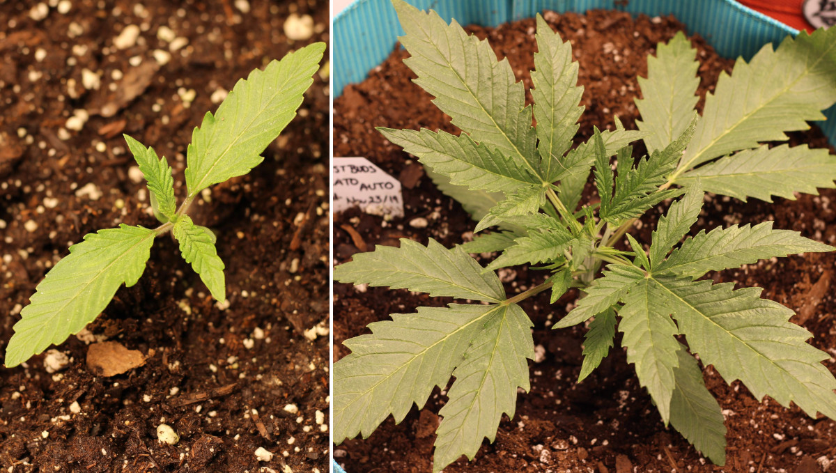 Gelato Auto Cannabis Strain Week-by-Week Guide: A sickly yellowish seedling and the same plant in two weeks