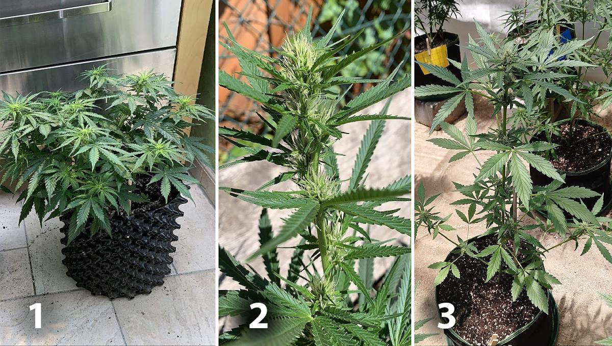 Outdoor plants grow in Italy: week 6 of plant growth