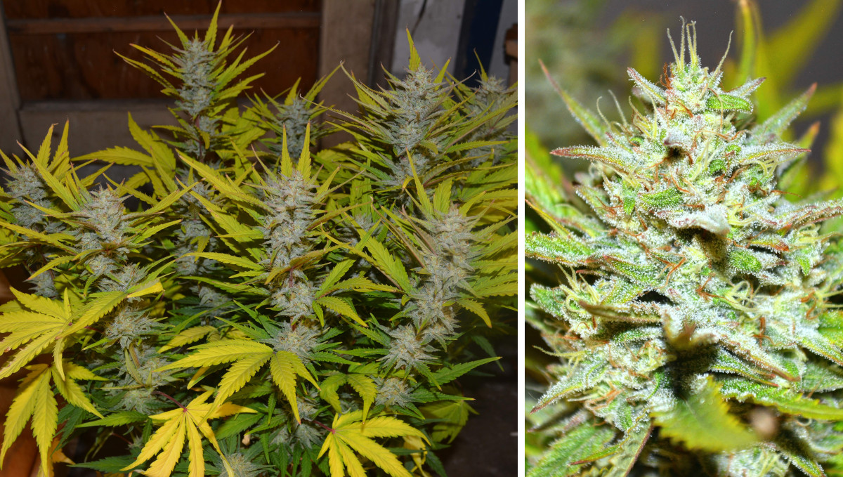 Gelato Auto Cannabis Strain Week-by-Week Guide: A nitrogen-deficient flowering weed plant and its big frosty nugget