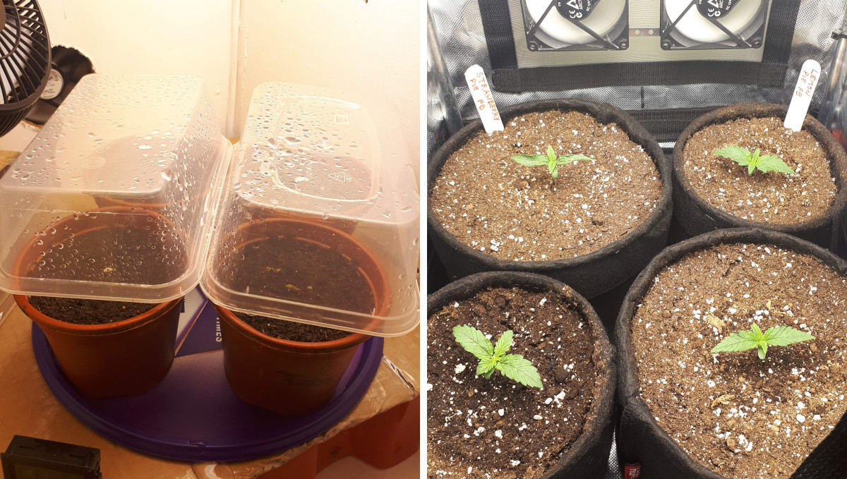 Strawberry Pie Auto Cannabis Strain Week-by-Week Guide: 4 young autoflowers before and after a transplant into grow bags