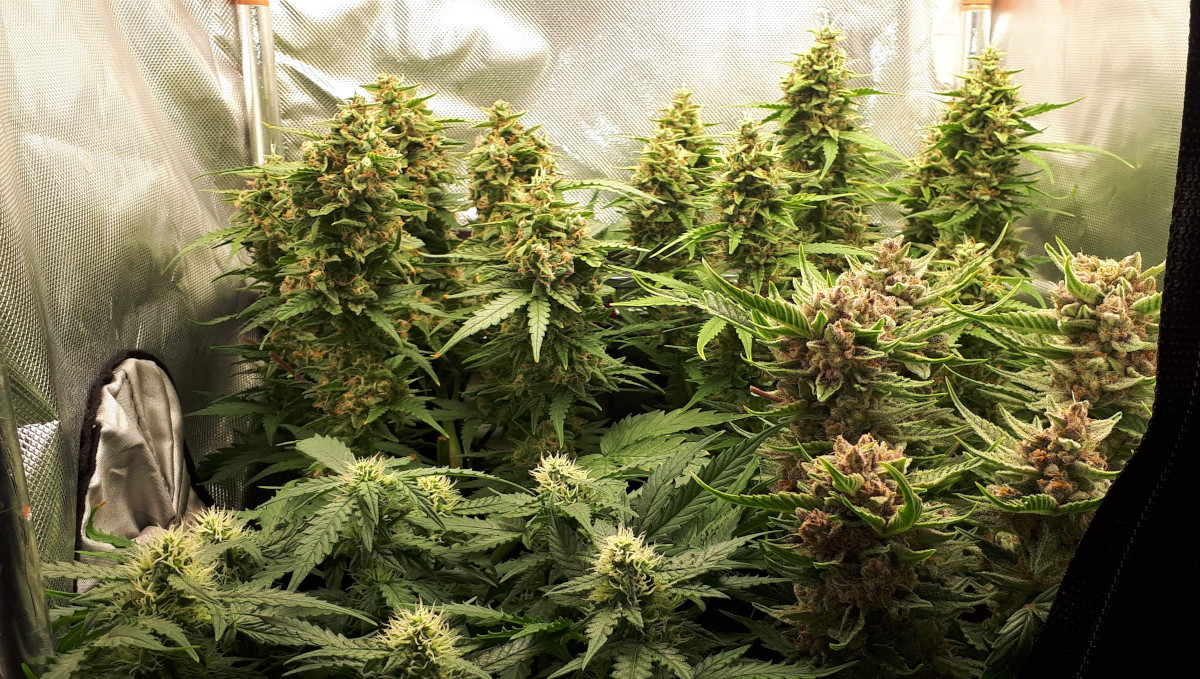 Strawberry Pie Auto Plants Seed Week-by-Week Guide: Several autos including one with purple golf-sized flowers