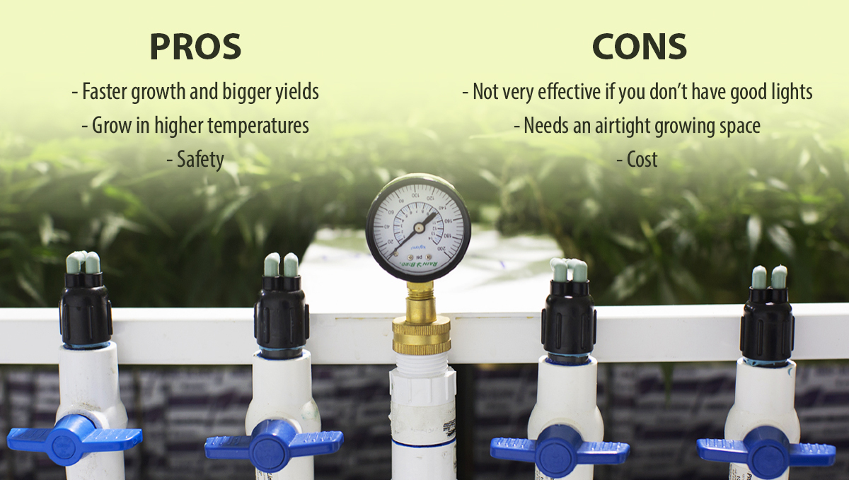 Increase cannabis yields with co2: pros and cons