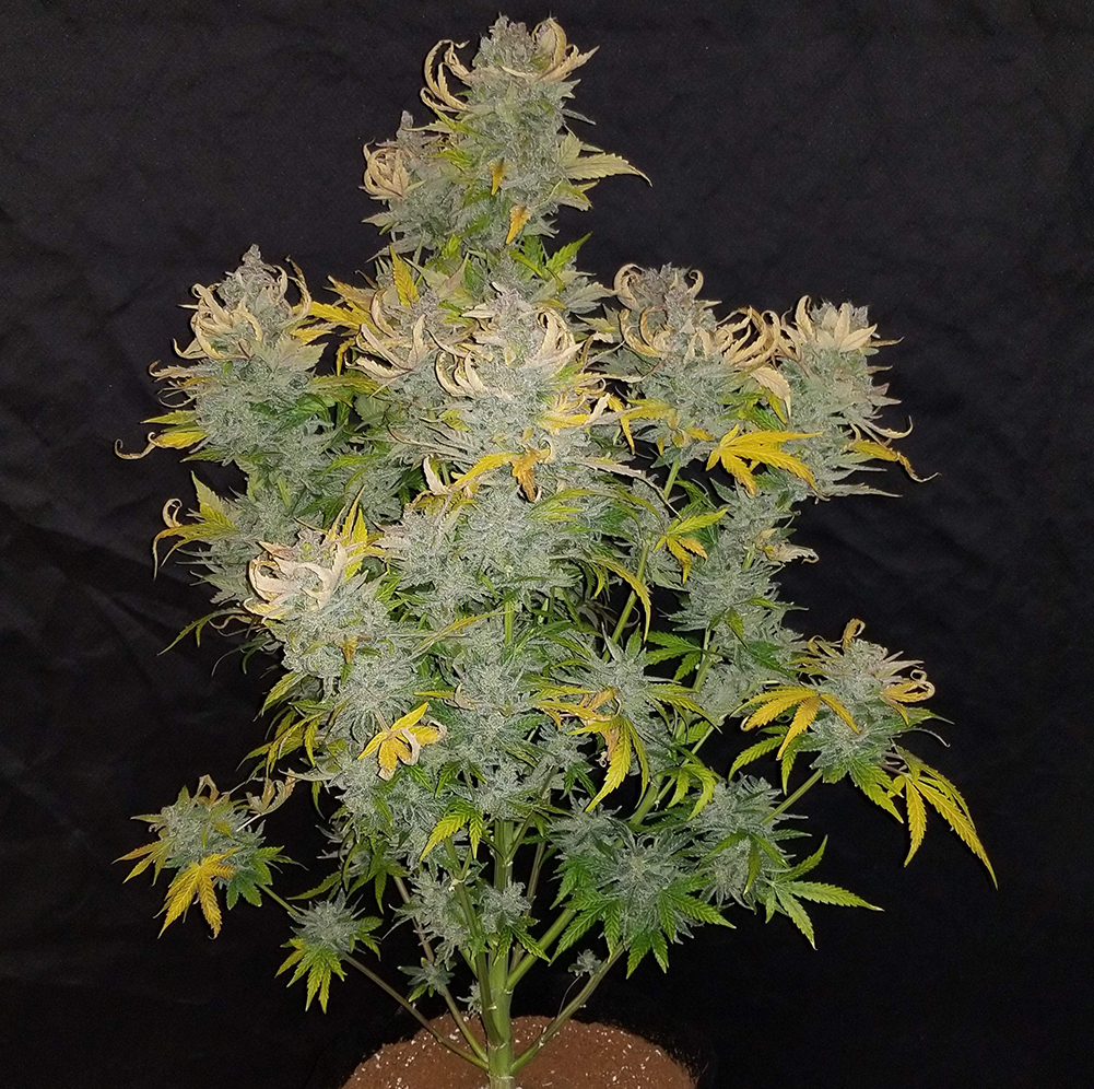 Fast Buds CBD Crack