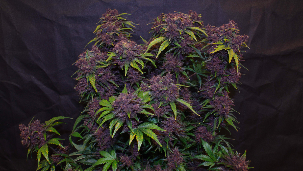 Top 10 seeds to grow outdoors: Purple Lemonade Auto