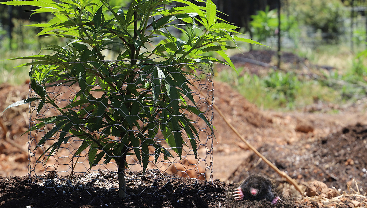Protect Cannabis Outdoors: cannabis outdoors