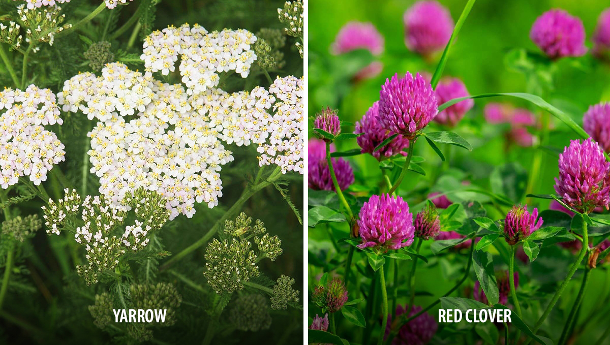 Companion plants for cannabis: nitrogen fixers