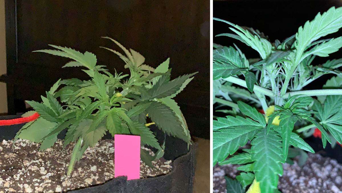 Gelato Auto Cannabis Strain Week-by-Week Guide: Tying down of the main stalk of a small indoor marijuana plant
