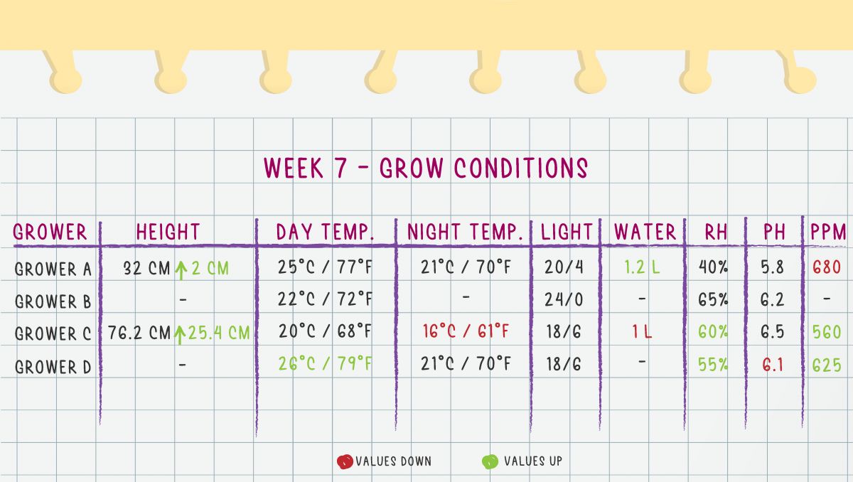 Gorilla Cookies Auto Plants Seed Week-by-Week Guide: Week 7 Grow Conditions