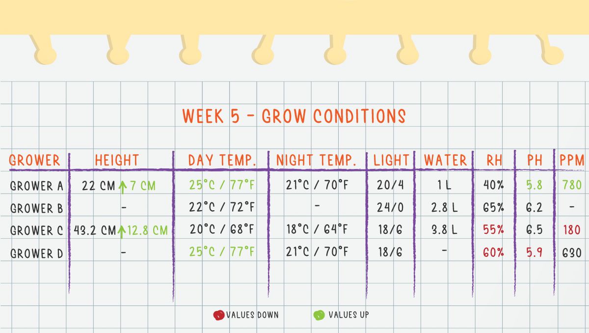 Gorilla Cookies Auto Plants Seed Week-by-Week Guide: Week 5 Grow Conditions