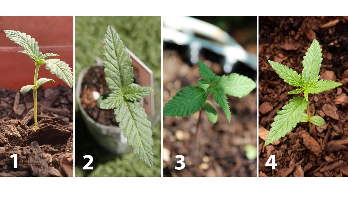 Outdoor plants grow in Italy: week 2 of plant growth