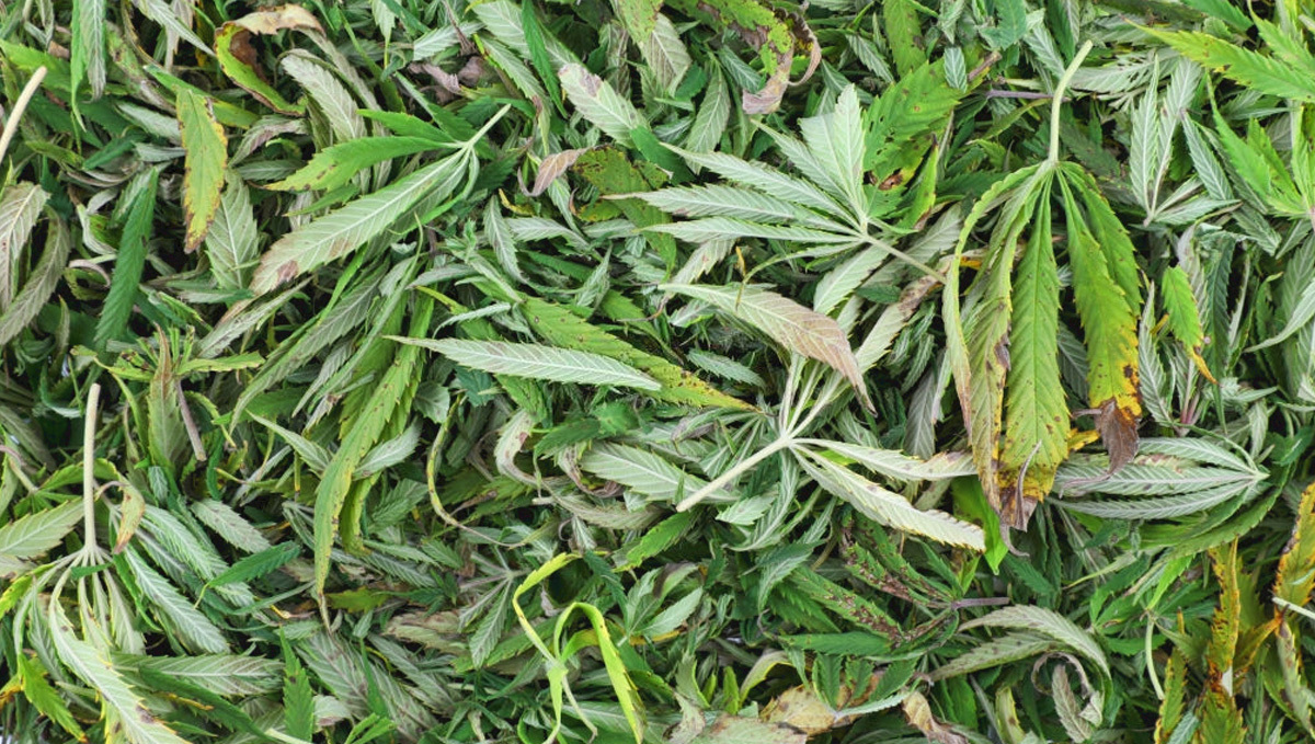 How to Return Plants Plants: Leftover Plants Trim