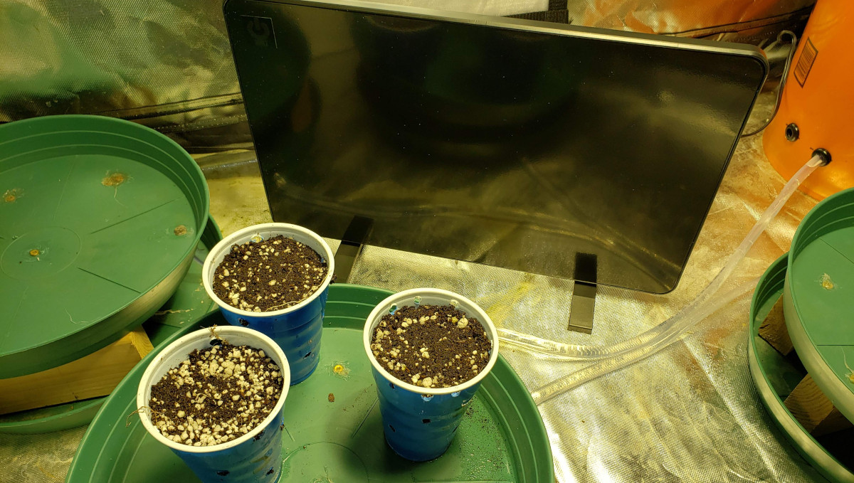 Strawberry Pie Auto Cannabis Strain Week-by-Week Guide: 3 seedlings in solo cups and heat panel