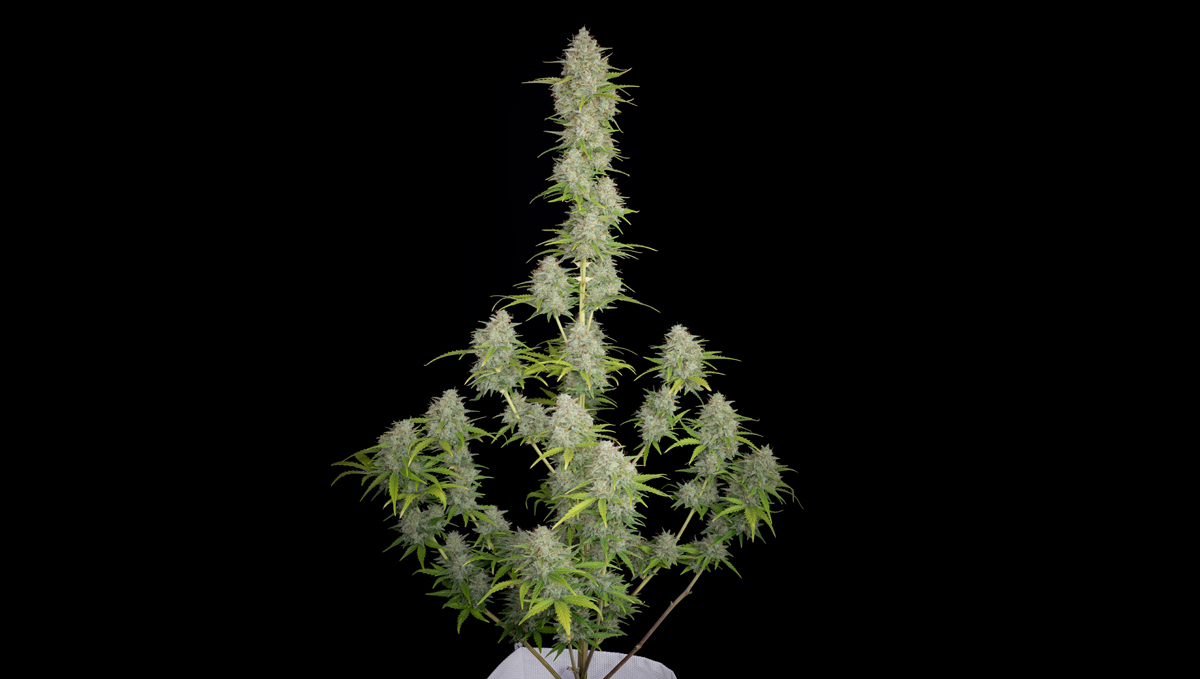 Top 10 seeds to grow outdoors: Orange Sherbet Auto
