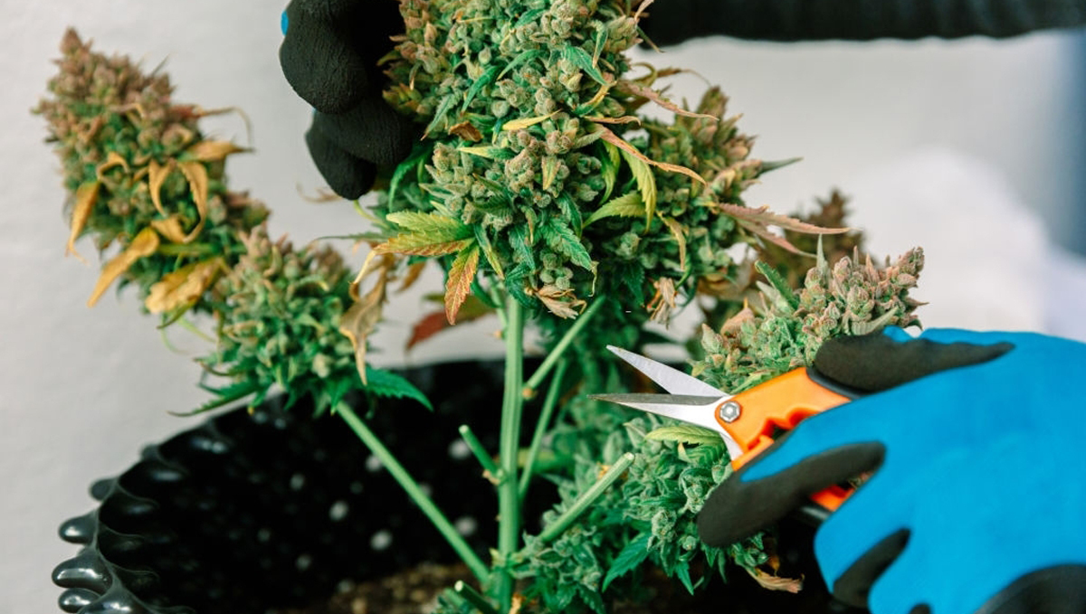 Sådan høster du autoflowers: defoliation