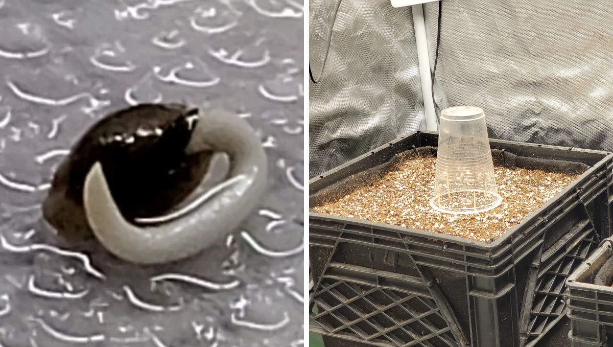 Gelato Auto Cannabis Strain Week-by-Week Guide: A seed germinated between wet paper towels and then put in soil and covered with a plastic solo cup