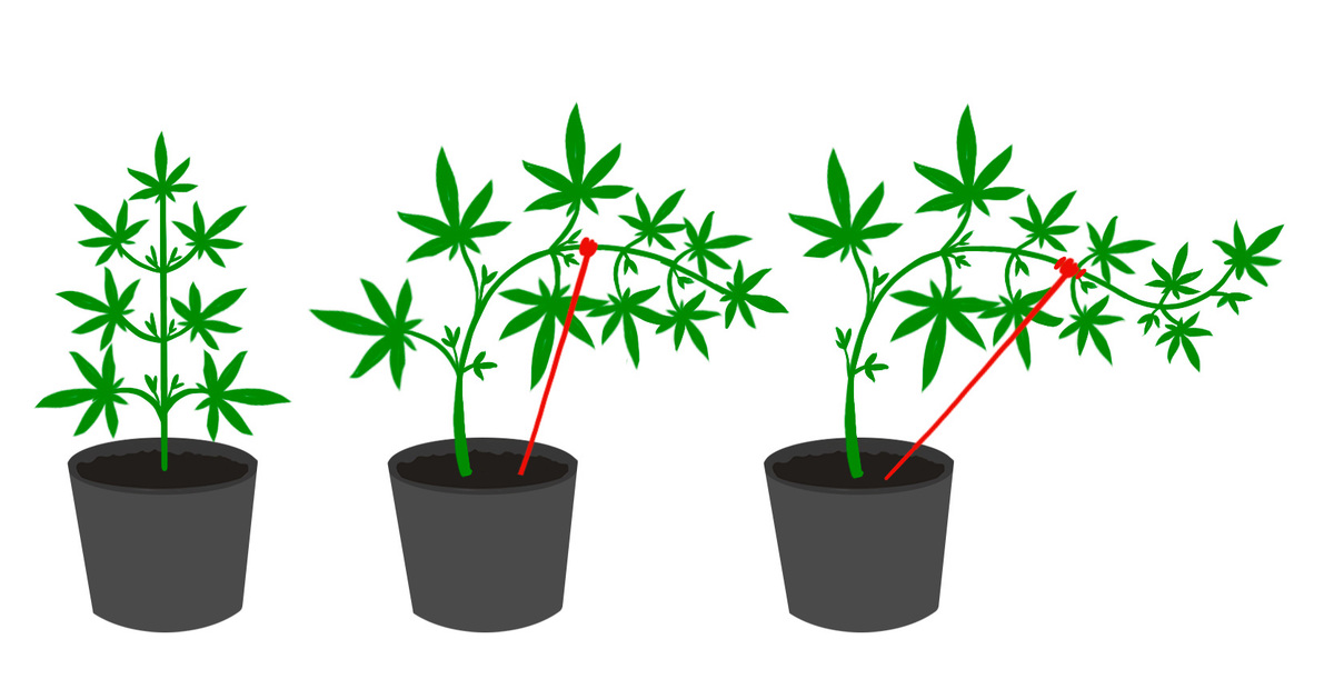 Illustration of Low Stress Training (LST) techniques for cannabis plants.