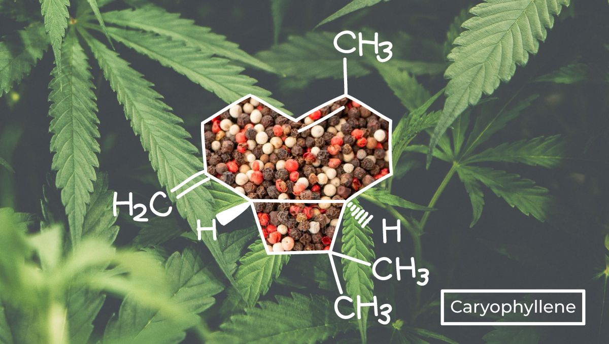Il caryophyllene ha una struttura molecolare distintiva rispetto ad altri terpeni.