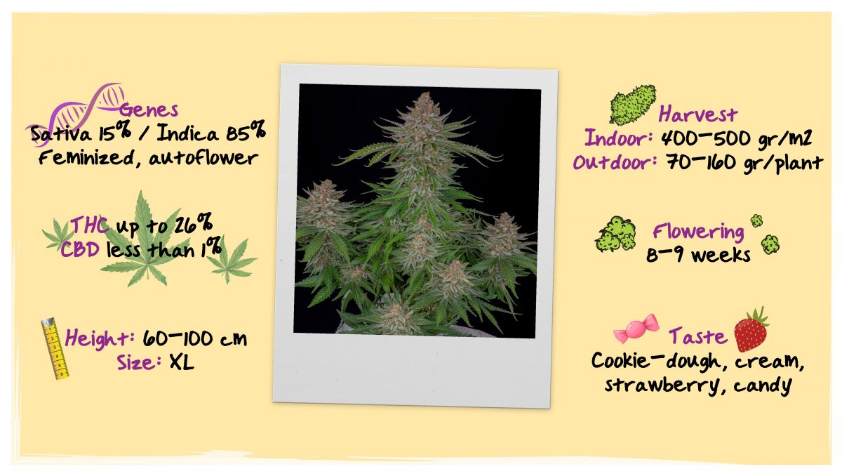 Strawberry Pie Auto Plants Seed Week-by-Week Guide: Specifications