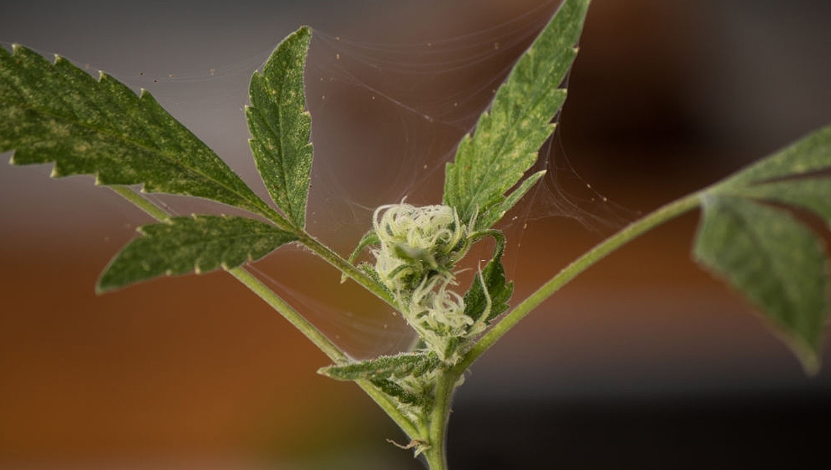 Organic pesticides for plants: Neem oil can be used as a pesticide